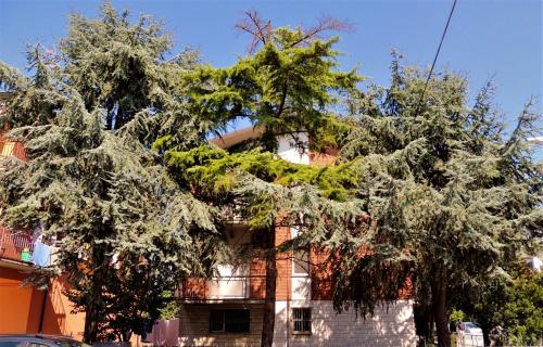 ラヴェンナにあるDomus Del Bizantinoの大木前