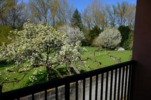 a view of a tree with white flowers on a balcony at Casa Rural Barxa in Monforte de Lemos