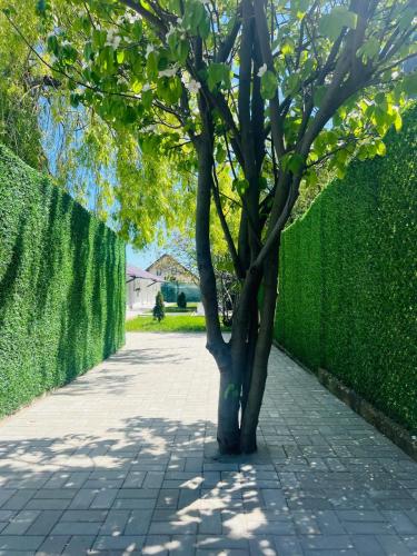 a tree on a sidewalk next to a hedge at Mafmaf Tiny Houses - încasare cu card de vacanță in Mamaia Sat/Năvodari