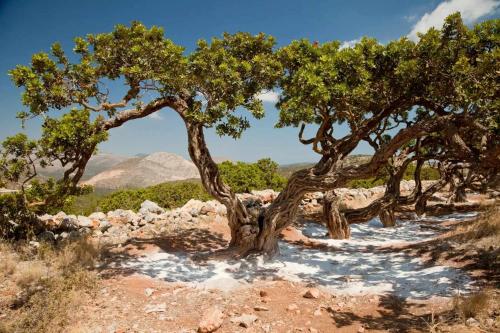 Nefeli Sea View Stay - Mastiha Grove Suite Chios