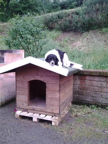 a dog laying on top of a dog house at Agriturismo La Gismonda in Bracciano