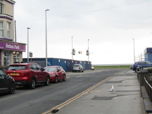 a white cat walking down a street with cars at No Twelve in Blackpool