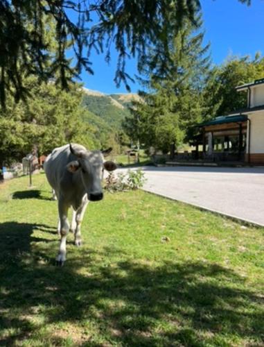a cow standing in the grass next to a road at HOTEL CAMPO STELLA in Leonessa