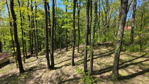 a forest with trees and a bench in the shade at Forest House Bukulja in Arandelovac