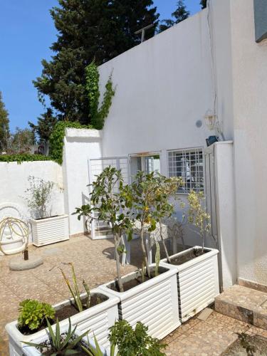a group of potted plants in front of a white building at Mina résidence A0 in Kelibia