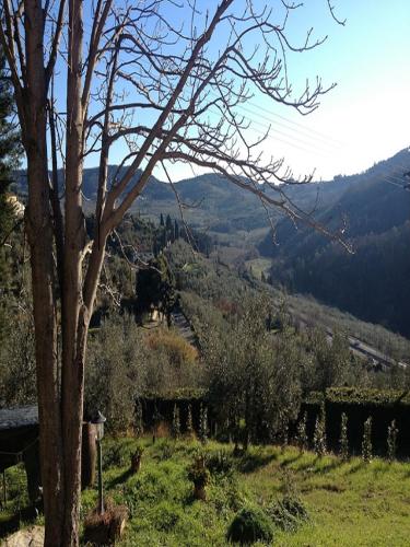 a tree in a field with a mountain in the background at Agriturismo Villa Dauphiné in Bagno a Ripoli