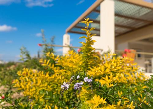 a bunch of yellow flowers in front of a house at Legrena Beach Villa in Sounio