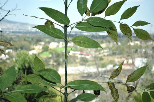 a plant with green leaves in front of a window at Cabañas el Chalet in Morelia