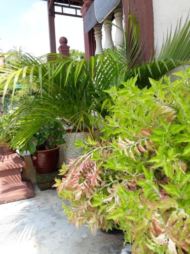a group of plants on the side of a building at Teratak Opah Kamunting in Taiping