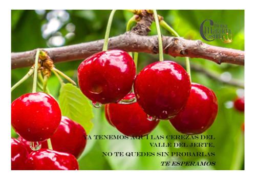 a bunch of red cherries hanging from a tree at Hospedium Hotel Doña Mafalda de Castilla in Plasencia