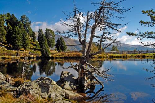 a tree sitting in the middle of a lake at Ferienwohnungen M Cichini in Millstatt