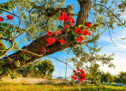 Sea View, Authentic Mediterranean Garden