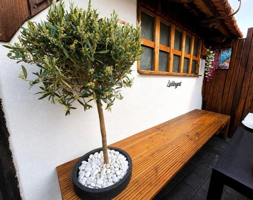 a tree sitting on a wooden bench next to a window at Studio Weidenkorb in Vaihingen an der Enz