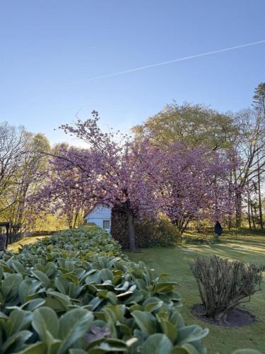 a field of plants with a tree with purple flowers at Gästehaus Rosenkamp in Scharbeutz