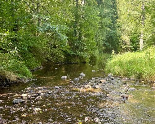 a river with rocks and trees in a forest at Dům ve stromech nad řekou in Moravecké Pavlovice
