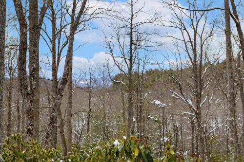 a forest of trees with white flowers in the foreground at Wycham Place in Boone