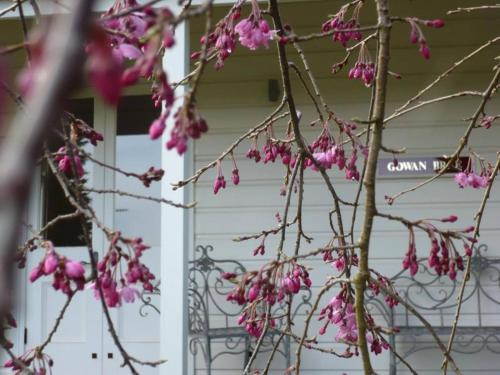 a tree with pink flowers in front of a house at Gowan Brae Cottage - NEW! in Katoomba