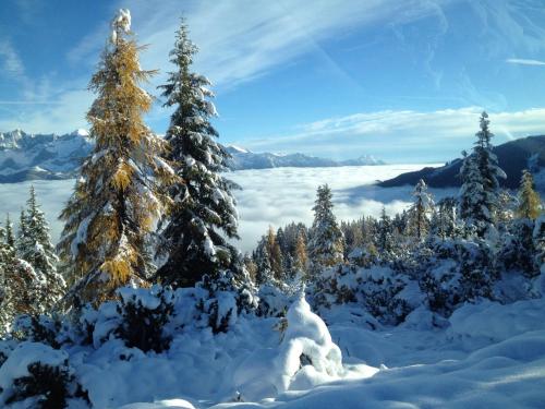 a view of a snowy forest with snow covered trees at Appartement Pichler in Radstadt
