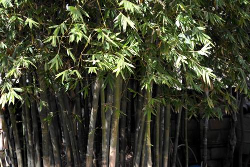 a group of bamboo trees in front of a fence at Cabañas el Chalet in Morelia