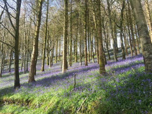 a carpet of bluebells in a wood with trees at Melbury Lodge - Uk31009 in Ansty