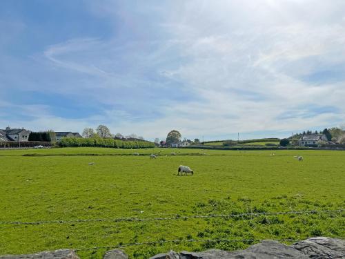 a herd of sheep grazing in a green field at Barngarth in Cartmel