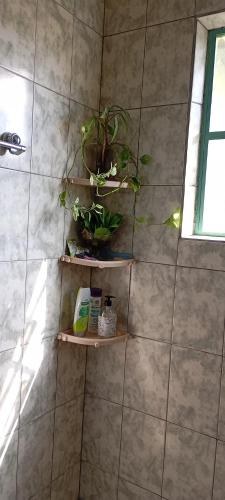 a bathroom with shelves with plants on a wall at hospedagem quarto suite n1 casa da wal in Goiás