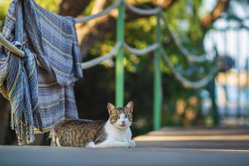 a cat sitting on the ground next to a person at Nereids Apartments in Sitia