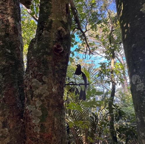 a black bird sitting on the side of a tree at Nikau Sanctuary in Raglan