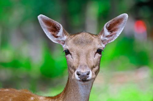 a close up of a deer looking at the camera at Chalet Mon Beau Sapin lisière de Forêt - Vue montagne - Gerardmer in Anould