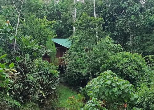 a cabin in the middle of a forest at Cabañas 7 Colinas in Coto Brus