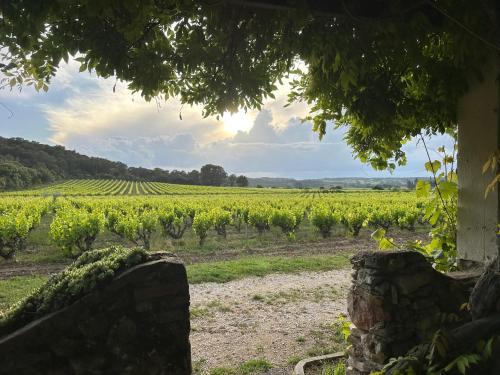 a view of a vineyard from the entrance of a building at Ecrin au milieu des vignes in Uchaux