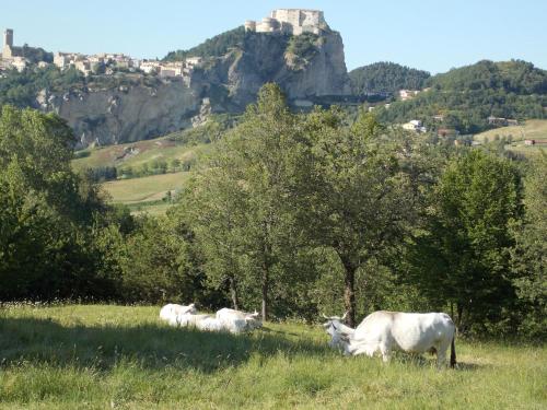 a group of cows grazing in a field with a castle at Osteria Belvedere in San Leo