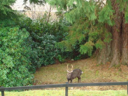 a deer standing in a field next to a fence at Corriegour Lodge Hotel in Spean Bridge