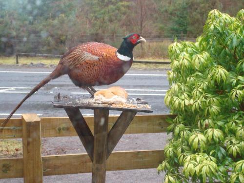 a bird standing on top of a bird feeder at Corriegour Lodge Hotel in Spean Bridge
