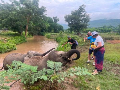 a group of people looking at two elephants by a river at Sleep tourism Maewang in Ban Huai Rin