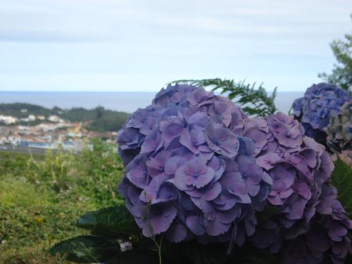 ポンタ・デルガダにあるFamily Holiday Villa Vacation Ponta Delgadaの山の脇の紫花束