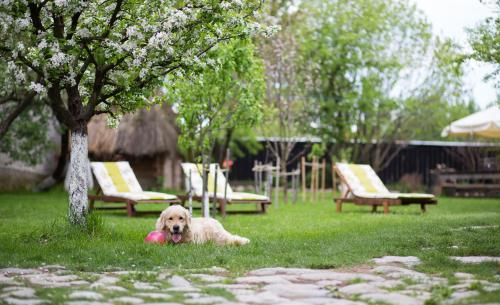 a dog laying in the grass with a ball in its mouth at Casa Mosului - Transfăgărășan Bed & Breakfast in Cîrţişoara