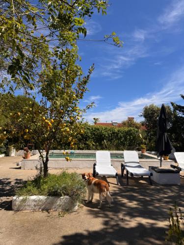 a dog standing next to two chairs and a tree at Casa Melissa in Santo António do Baldio