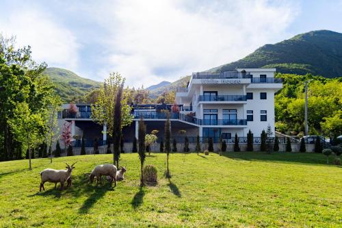 three sheep standing in a field in front of a house at White House Radac Peja in Peje