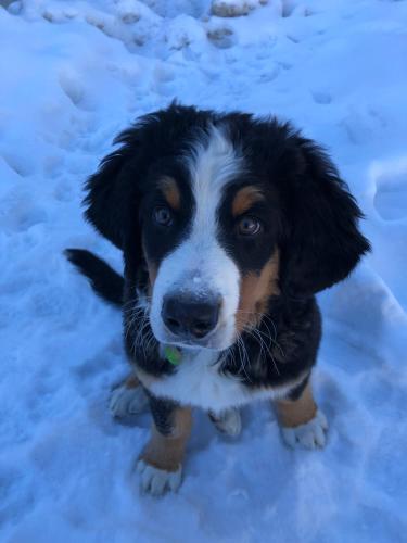 a black and white dog standing in the snow at Keystone Bristlecone Home 31 by SummitCove Lodging in Colorado in Keystone