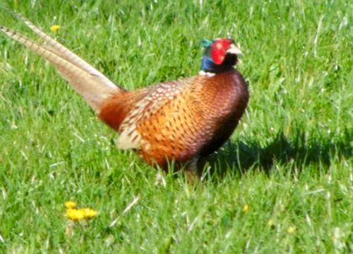 a pheasant standing in a field of grass at Ellekær-Gård in Dronninglund