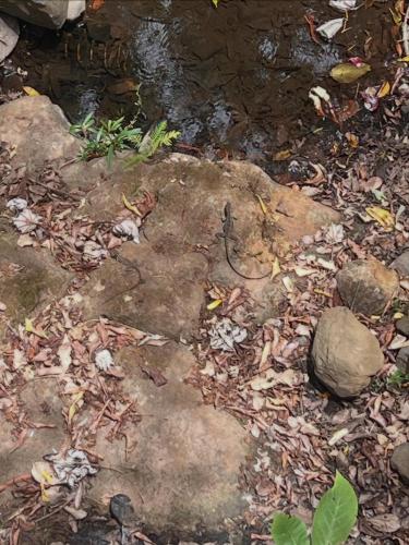 a lizard is sitting on a rock in the ground at Blue Palm Bed & Breakfast in Barrio Jesús