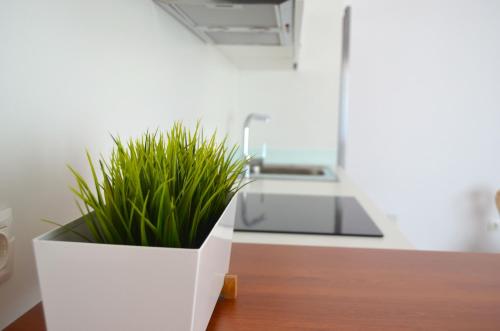 une plante dans un pot blanc assise sur une table dans l'établissement Cotillo Beach & Sport, à El Cotillo