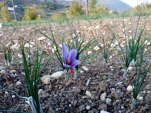 a purple flower in the middle of a dirt field at Casa Vacanze Il Castello in Pescina