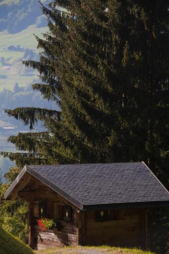 a log cabin with a black roof next to a tree at Le Chalet de Lara in Val dʼIlliez