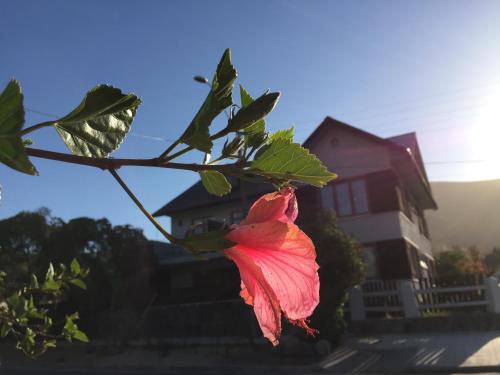 a pink flower on a tree in front of a house at Casapapudo Boutique Home in Papudo