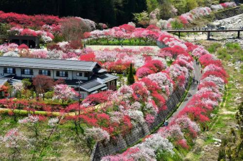 Lucky House
