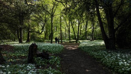 a person walking through a park with blue flowers at Walworth Castle Hotel, BW Signature Collection in Darlington
