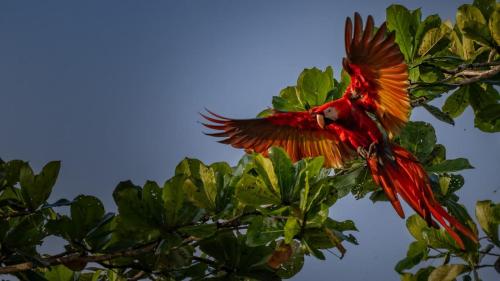 a parrot is perched on a tree branch at Guacimo Lodge in El Castillo de La Concepción