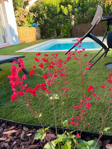 a plant with red flowers in a yard at Comme à la maison B and B - 2 chambres et 1 salon in Carcassonne